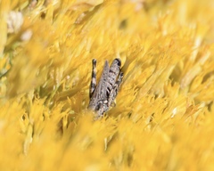 Melanoplus complanatipes