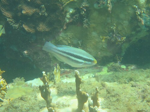 Striped Parrotfish