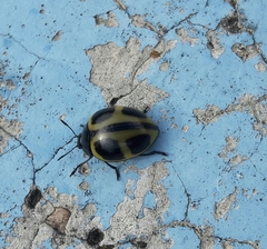 Aegithus quadrinotatus