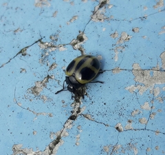 Aegithus quadrinotatus