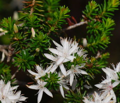 Calytrix alpestris