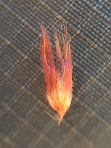 Melinis repens