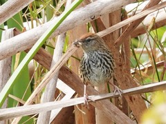 Poodytes punctatus vealeae