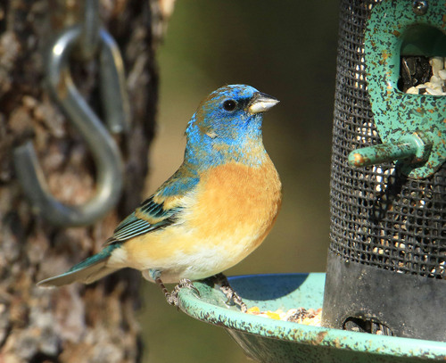Lazuli Bunting