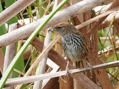 Poodytes punctatus vealeae