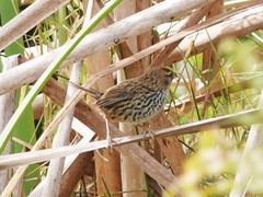 Poodytes punctatus vealeae