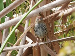 Poodytes punctatus vealeae