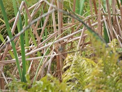 Poodytes punctatus vealeae