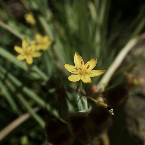 Image of Sisyrinchium cernuum by (c) Sue Carnahan, some rights reserved (CC BY)