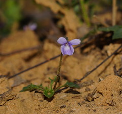 Viola sieberiana