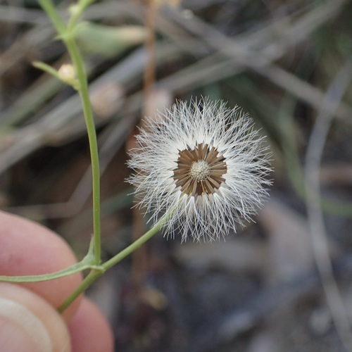 Image of Malacothrix stebbinsii by (c) Sue Carnahan, some rights reserved (CC BY)
