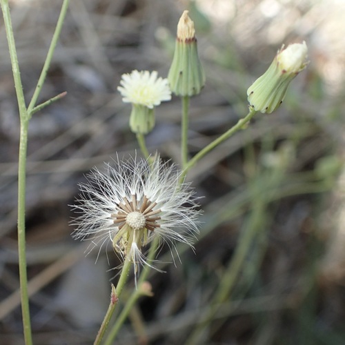 Image of Malacothrix stebbinsii by (c) Sue Carnahan, some rights reserved (CC BY)