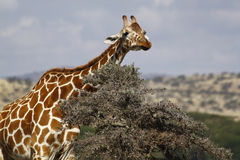Giraffa camelopardalis reticulata