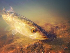 Cynoscion nebulosus