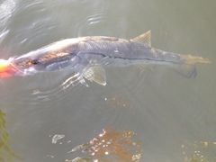 Centropomus undecimalis