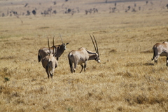 Oryx beisa