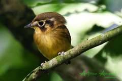 White-Throated Spadebill photo 4
