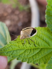 Chlorochroa osborni