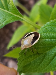 Chlorochroa osborni