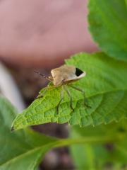 Chlorochroa osborni