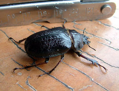 Sphaenognathus kolbei