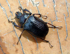 Sphaenognathus kolbei