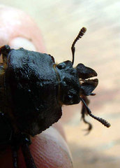 Sphaenognathus kolbei