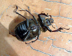 Sphaenognathus kolbei