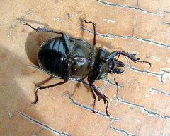 Sphaenognathus kolbei