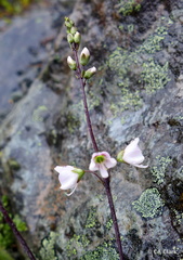 Veronica decora