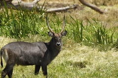 Kobus ellipsiprymnus