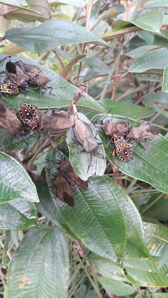 Pachylis laticornis