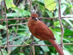 White-Lined Tanager photo 4