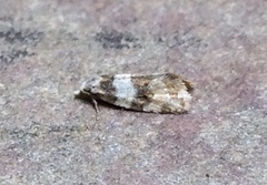 Aethes argentilimitana