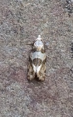 Aethes argentilimitana