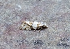 Aethes argentilimitana