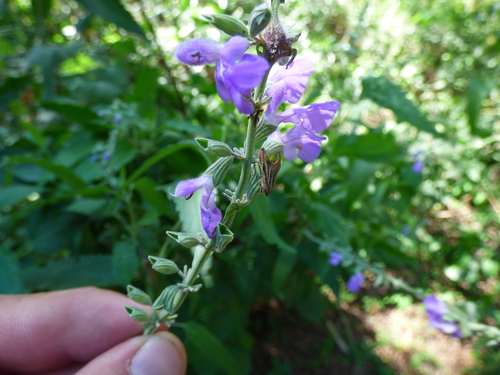 Image of Salvia pallida by (c) Pablo H Capovilla, some rights reserved (CC BY)