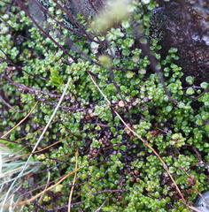 Veronica decora