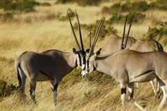 Oryx beisa