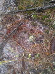 Polygonella articulata