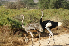 Struthio molybdophanes