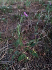 Silene colorata image