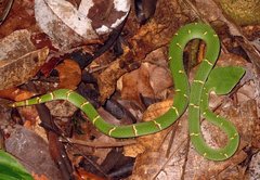 Tropidolaemus subannulatus