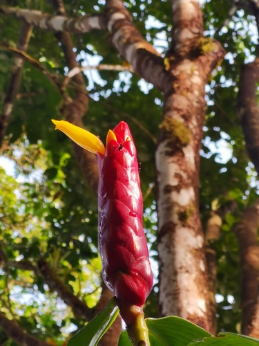 Image of Costus Plicatus (Costus plicatus) by (c) Eduardo Chacón Madrigal, some rights reserved (CC BY)