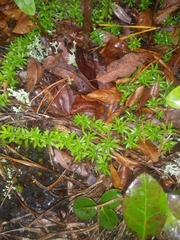 Pyxidanthera barbulata