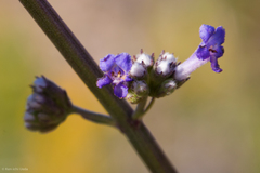 Hyptis collina