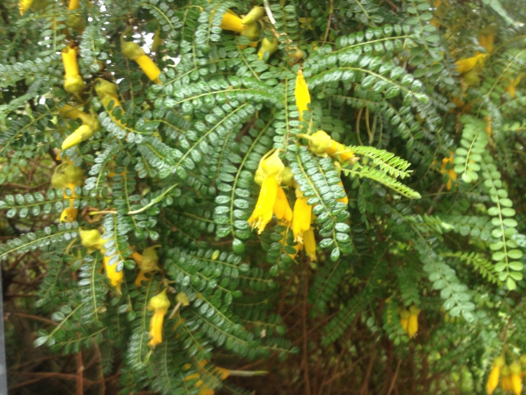 Cook Strait Kowhai