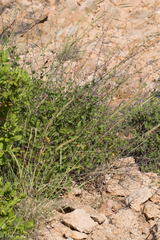 Hyptis collina