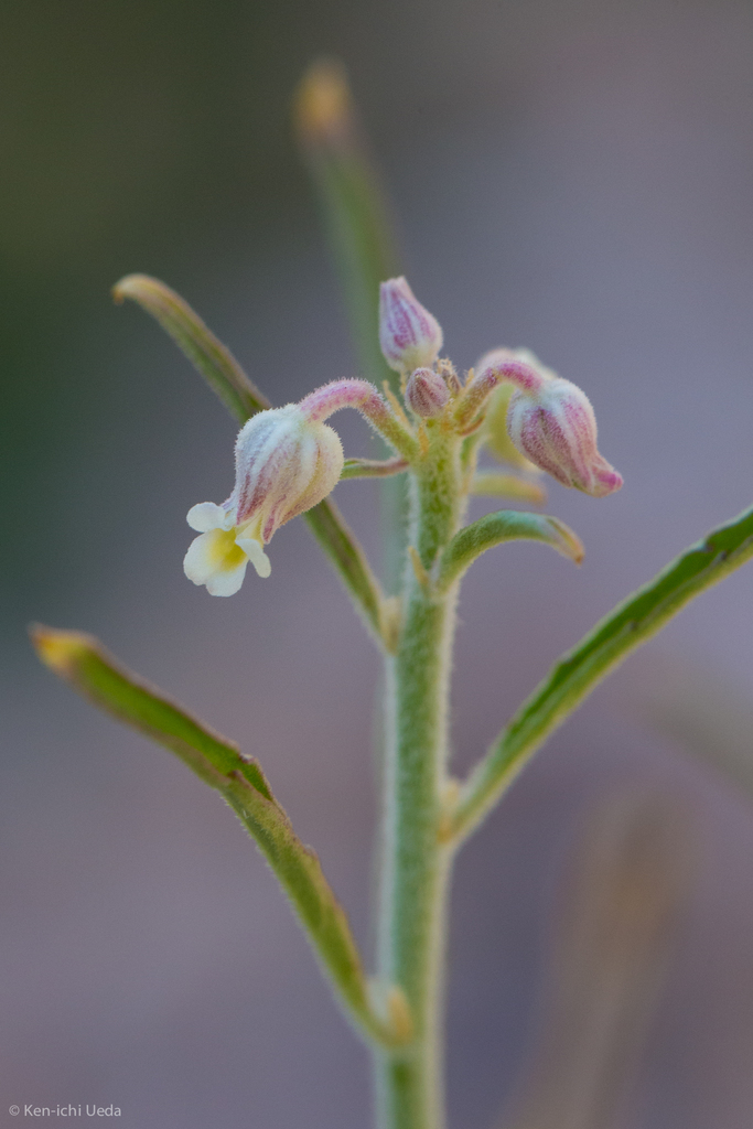 Baja California Green-Violet