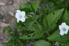 Ruellia leucantha